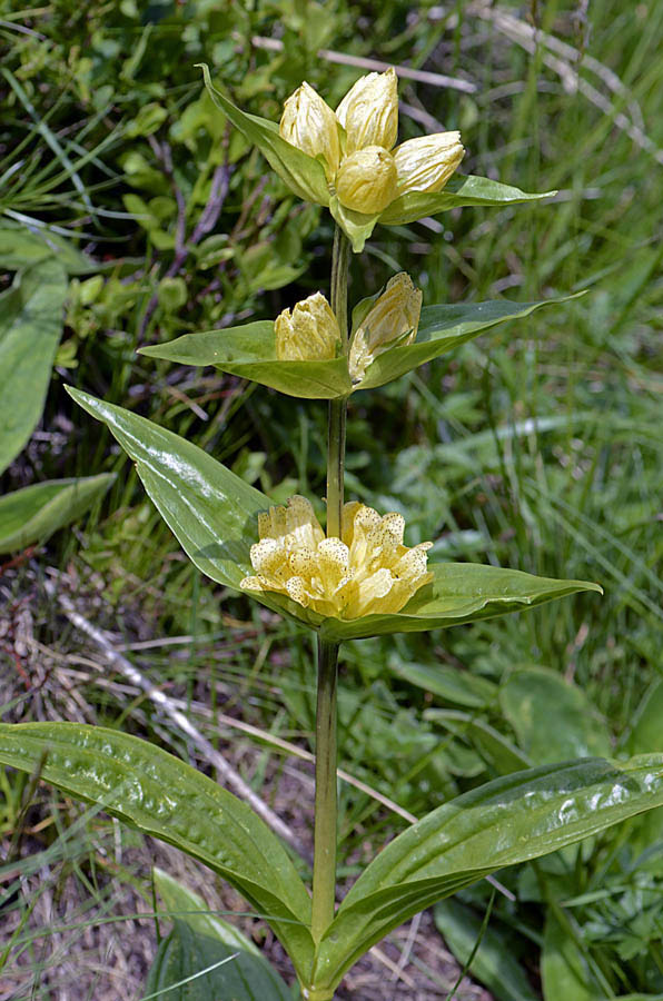 Gentiana punctata / Genziana punteggiata